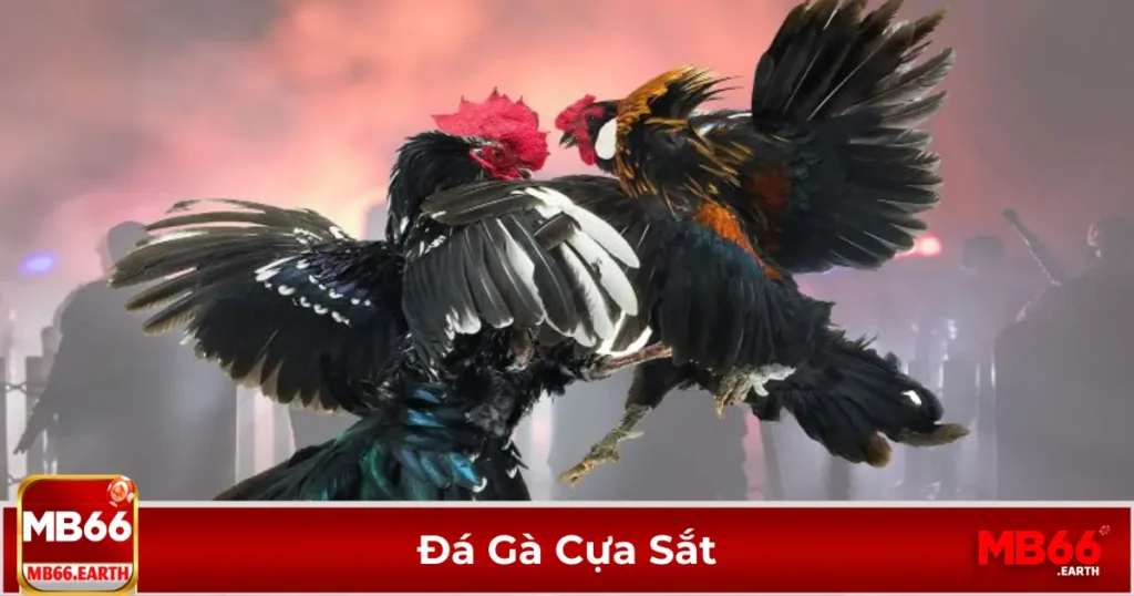 Đá gà cựa sắt là gì? Khác biệt so với đá gà truyền thống