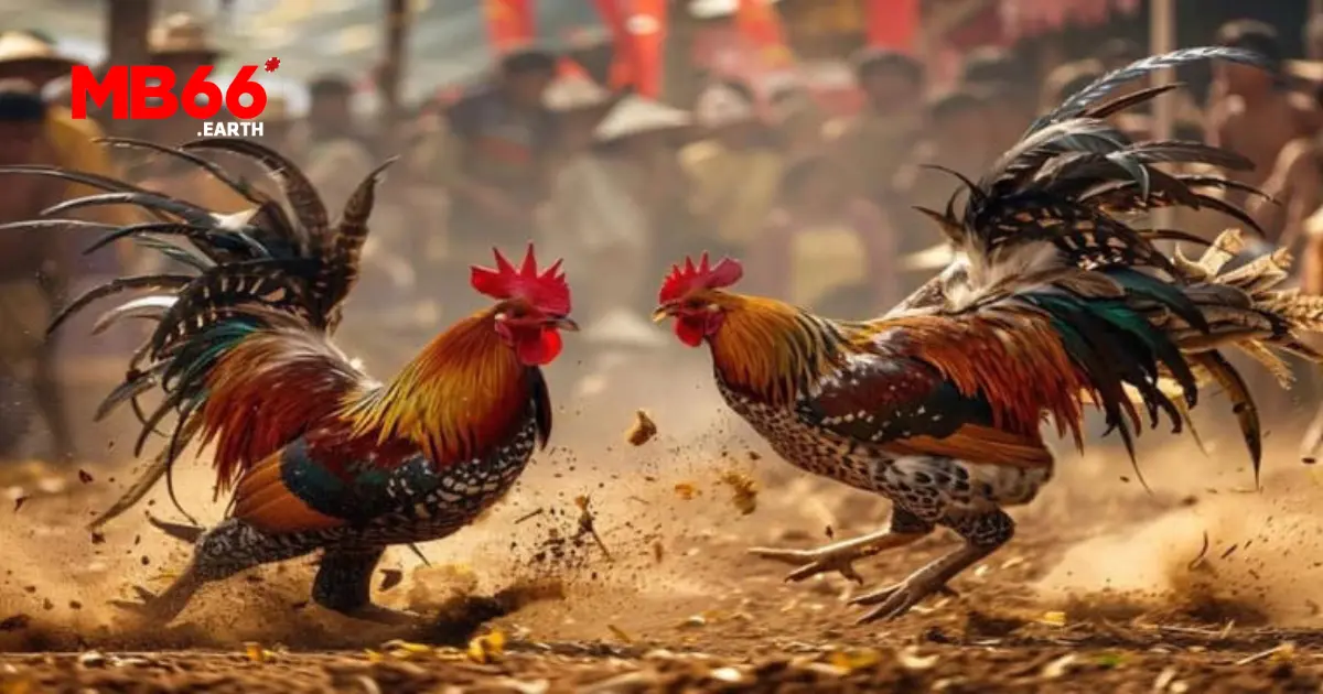 Cách đặt cược đá gà cựa sắt tại MB66